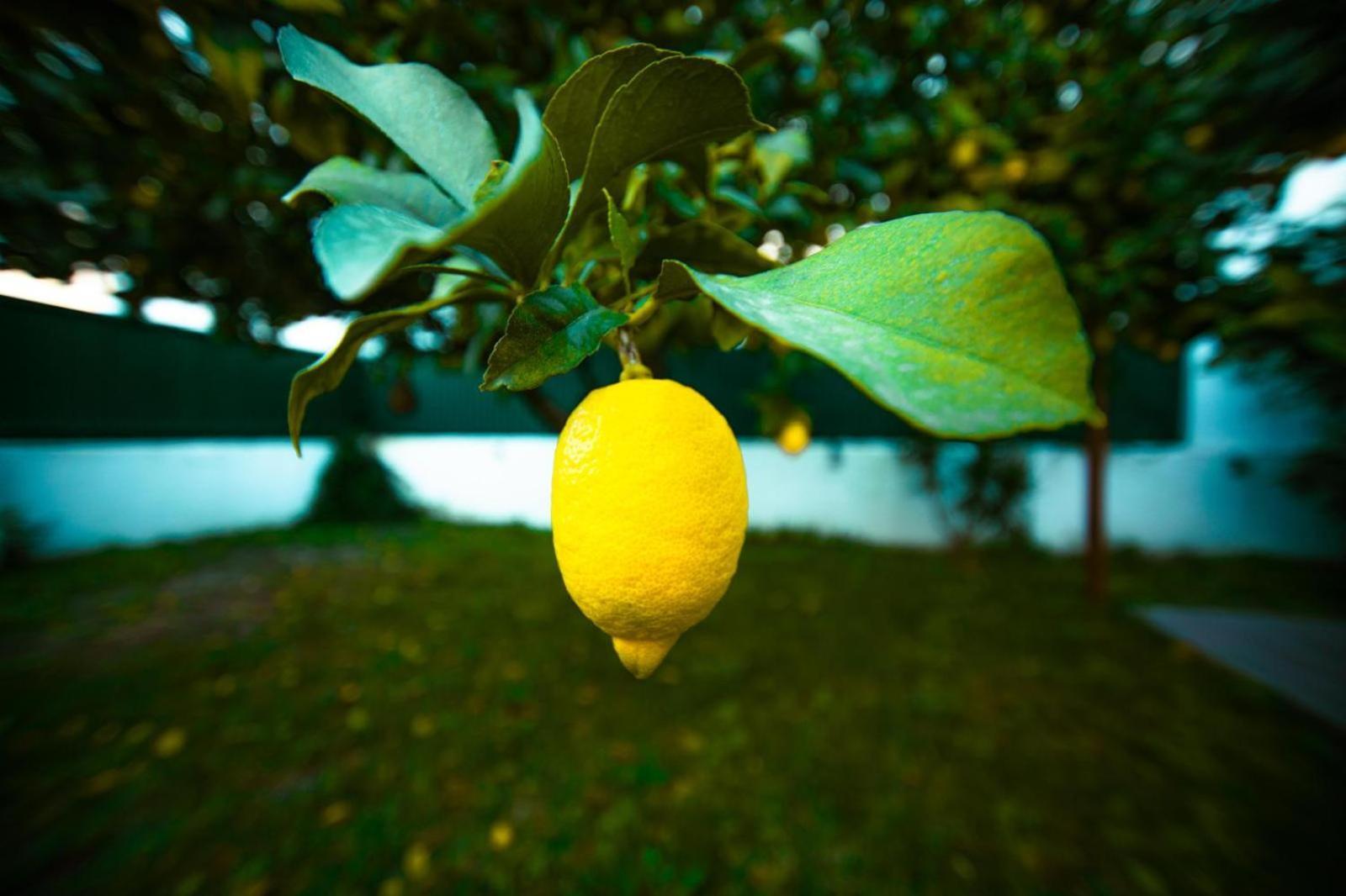 페르나오 페로 Poolemonhouse 아파트 외부 사진
